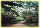 Schobüller Wald 