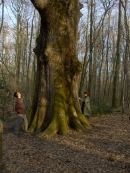 chêne, baum 400 jahr alt, 2 km. 