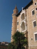 Urbino